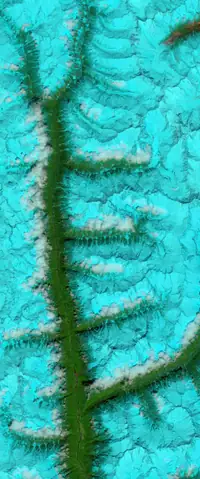 The letter E seen from orbit at Firn-filled Fjords, Tibet